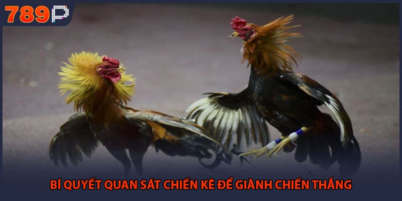 Bí quyết quan sát chiến kê để giành chiến thắng